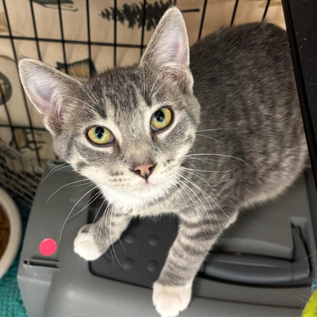 Enlarge Mogwai, a ADOPTABLE Domestic Short Hair in Chippewa Falls, WI image 1/1