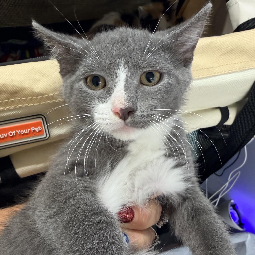 Chicken Nugget, Adoptable, Kitten Male Domestic Short Hair.