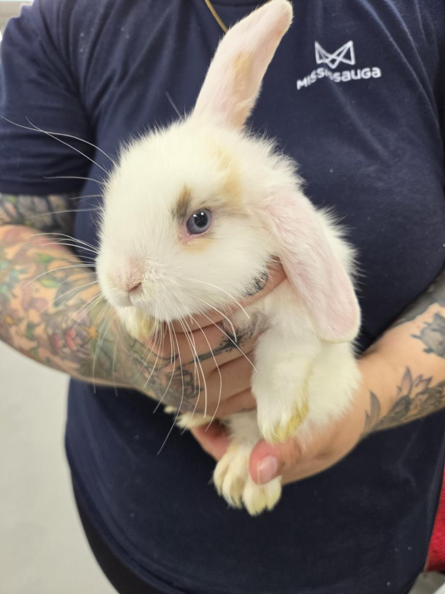Owl, adopted, Young Female Bunny Rabbit.
