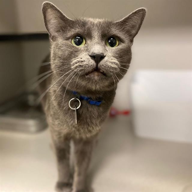 YARA, Adoptable, Adult Female Domestic Short Hair.