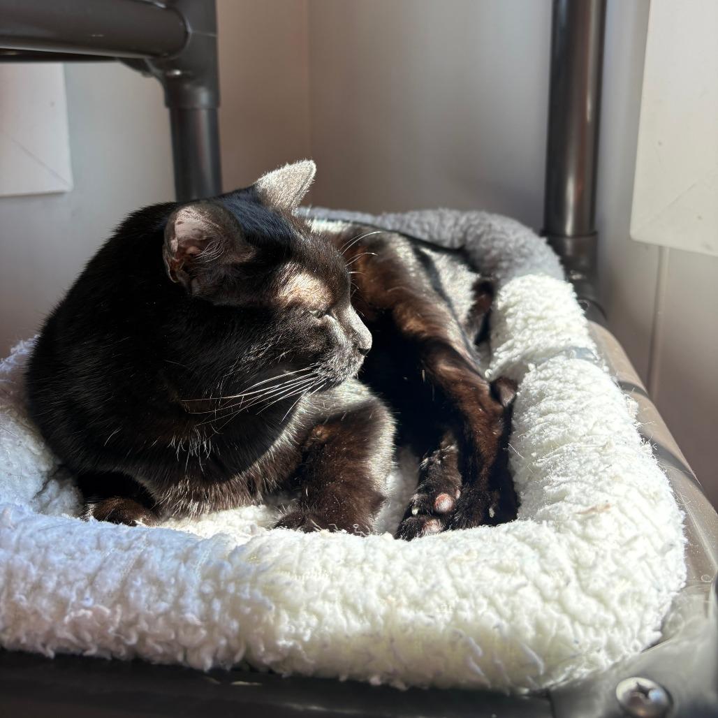 Enlarge Raven, a Adoptable Domestic Short Hair in Winston Salem, NC image 1/6