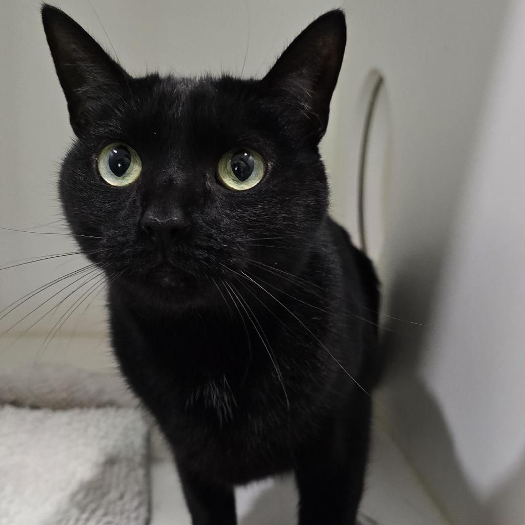 Raven, Adoptable, Adult Female Domestic Short Hair.
