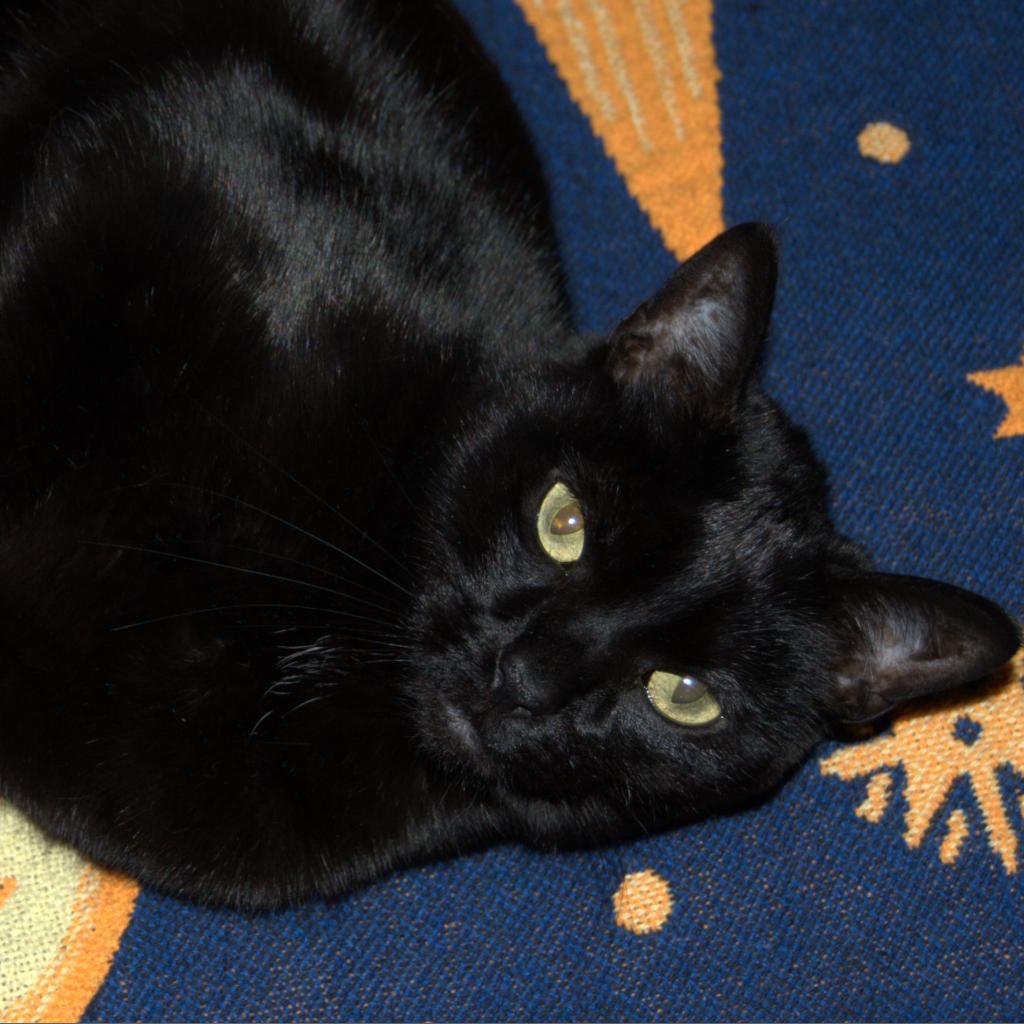 Enlarge Raven, a Adoptable Domestic Short Hair in Winston Salem, NC image 1/6