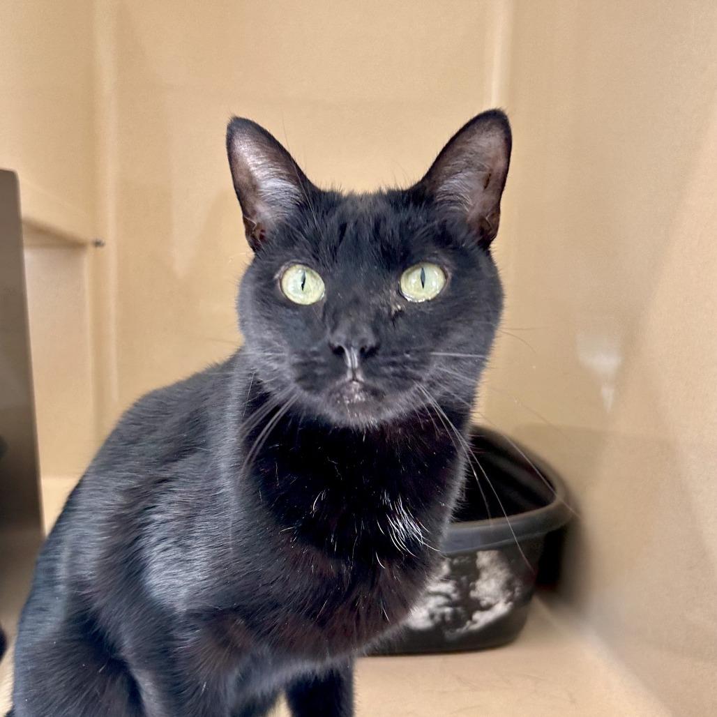 Enlarge Raven, a Adoptable Domestic Short Hair in Winston Salem, NC image 2/6