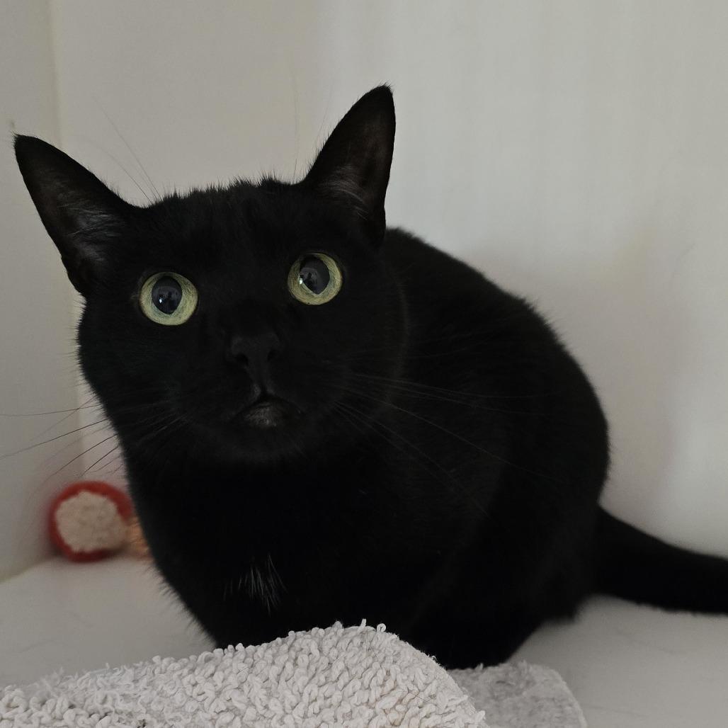 Enlarge Raven, a Adoptable Domestic Short Hair in Winston Salem, NC image 3/6