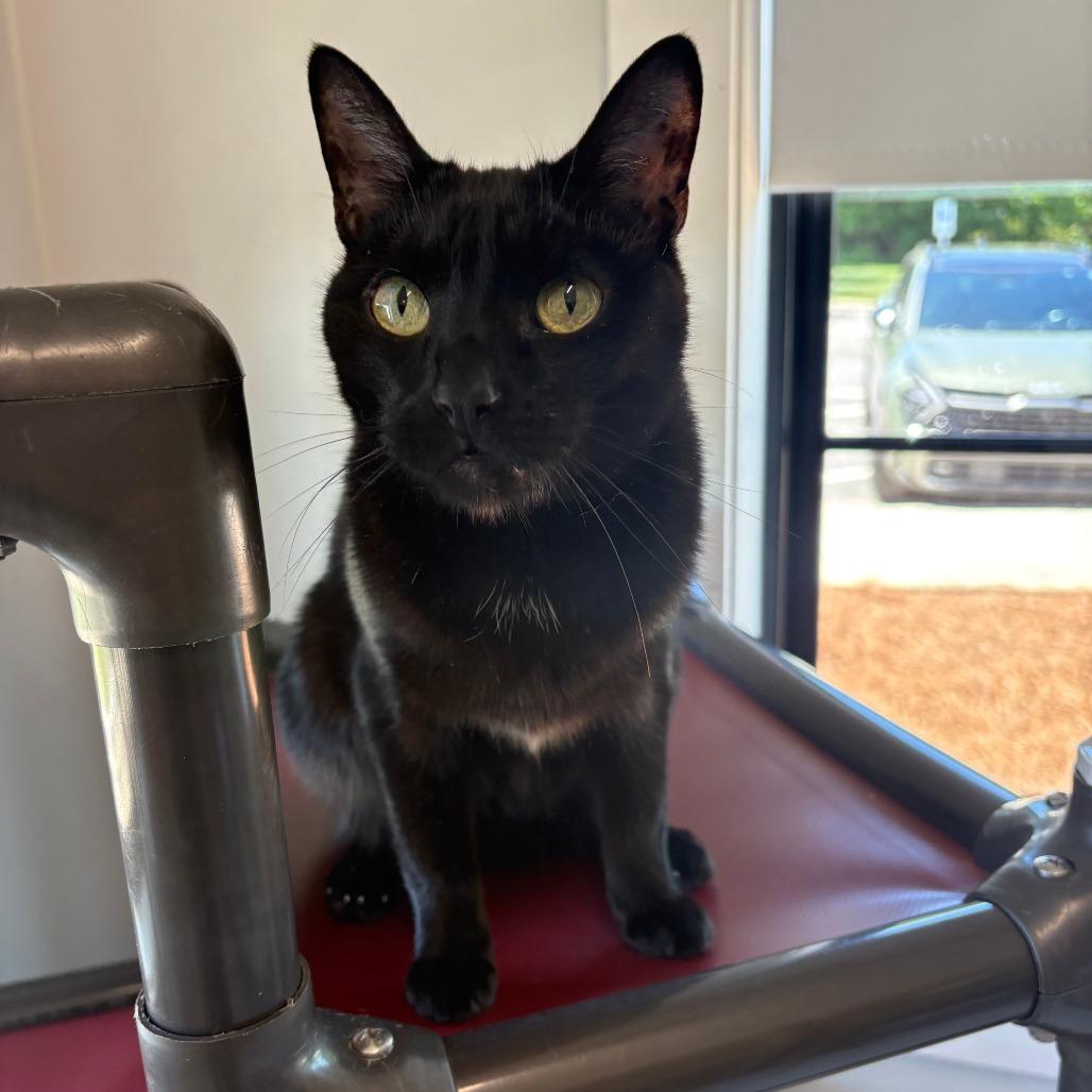 Enlarge Raven, a Adoptable Domestic Short Hair in Winston Salem, NC image 3/5