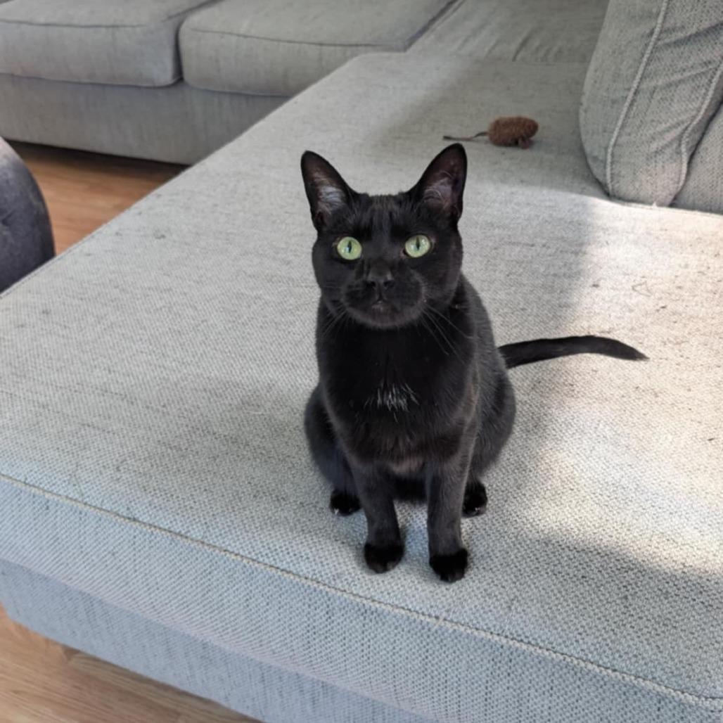 Enlarge Raven, a Adoptable Domestic Short Hair in Winston Salem, NC image 4/6