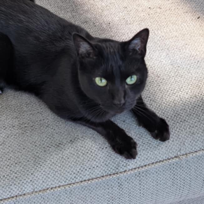 Enlarge Raven, a Adoptable Domestic Short Hair in Winston Salem, NC image 5/6