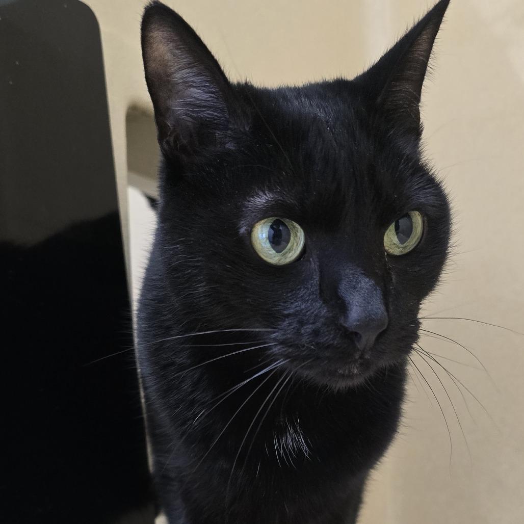 Enlarge Raven, a Adoptable Domestic Short Hair in Winston Salem, NC image 6/6