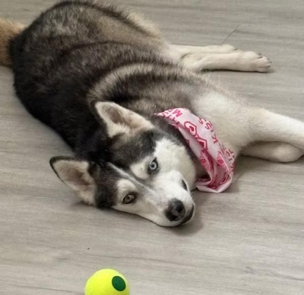 Hope, ADOPTABLE, Young Female Husky & Siberian Husky.