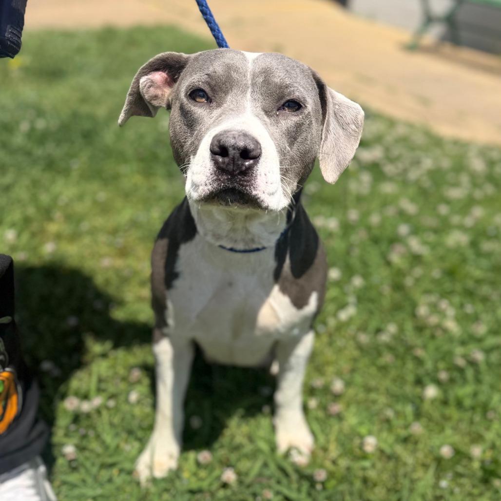 Marge, Adoptable, Adult Female Mixed Breed.