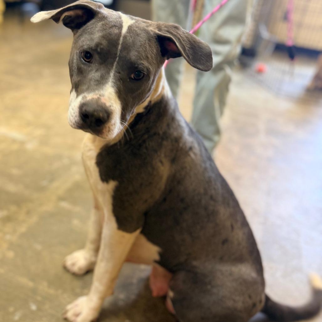 Enlarge Marge, a Adoptable Mixed Breed in Corinth, MS image 2/2