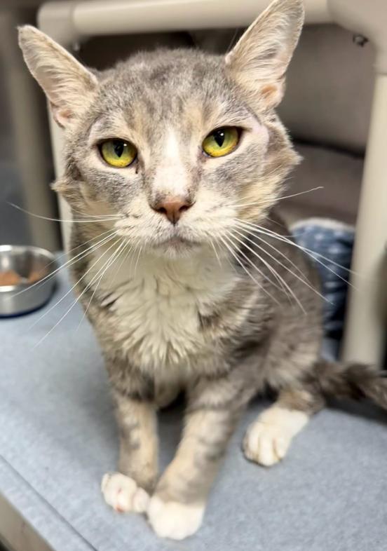 Zilisch, Adopted, Young Male Domestic Short Hair.