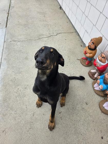 Feliz, Adoptable, Young Male Doberman Pinscher & Mixed Breed.
