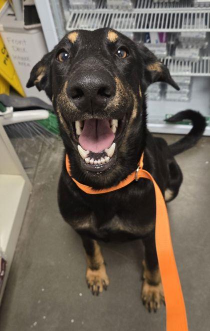 Feliz, a Adoptable mixed breed in Fresno, CA image 2/2