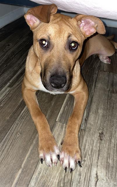 SKITTLES, Adoptable, Young Female Bull Terrier.