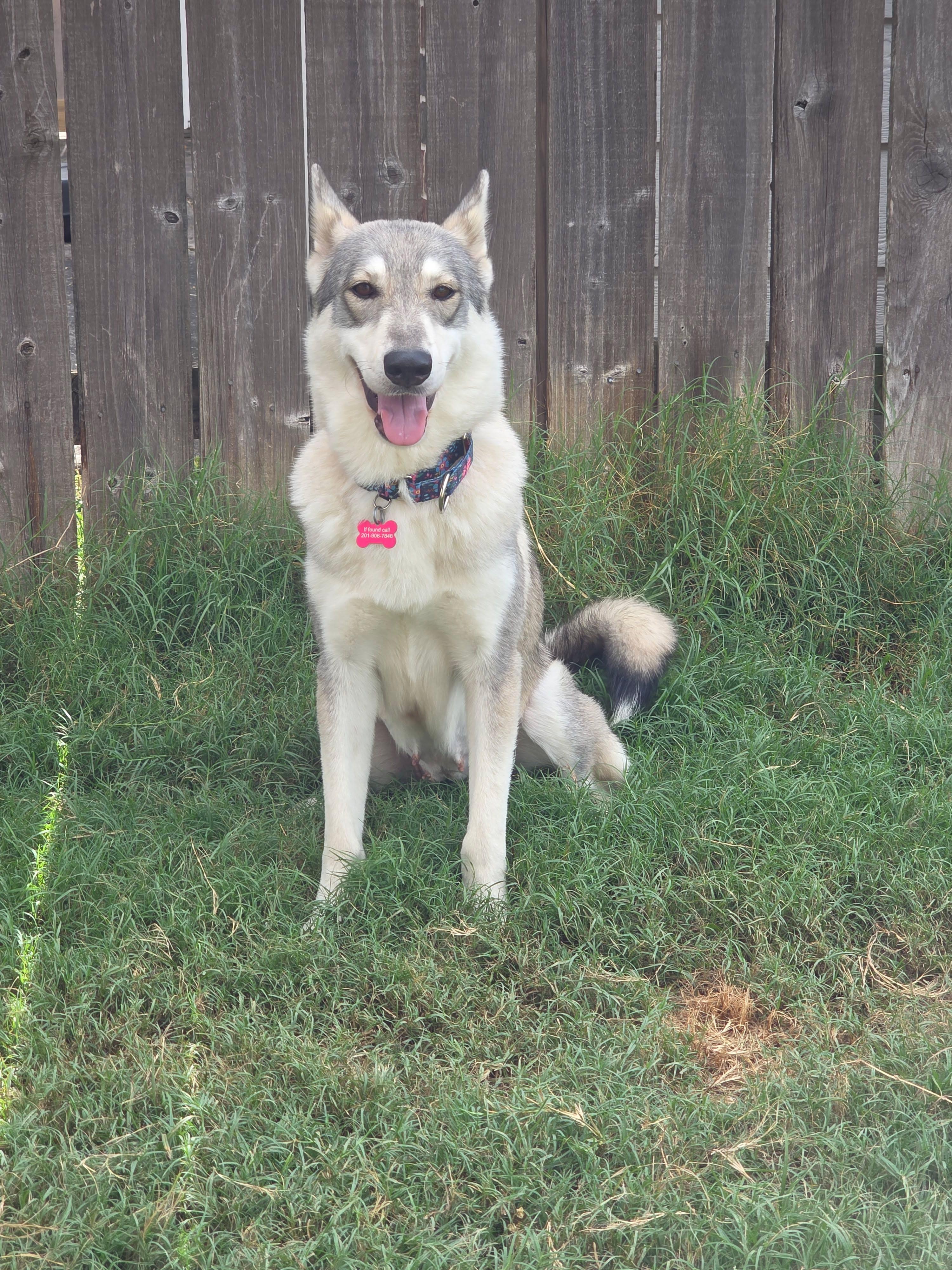 Enlarge Sasha, a Adoptable mixed breed in Pittsburgh, PA image 3/6