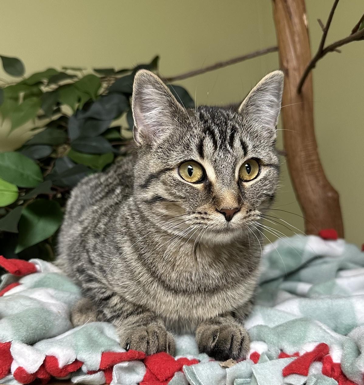 Phoebe, a Adoptable Domestic Short Hair in Hastings, NE image 1/2