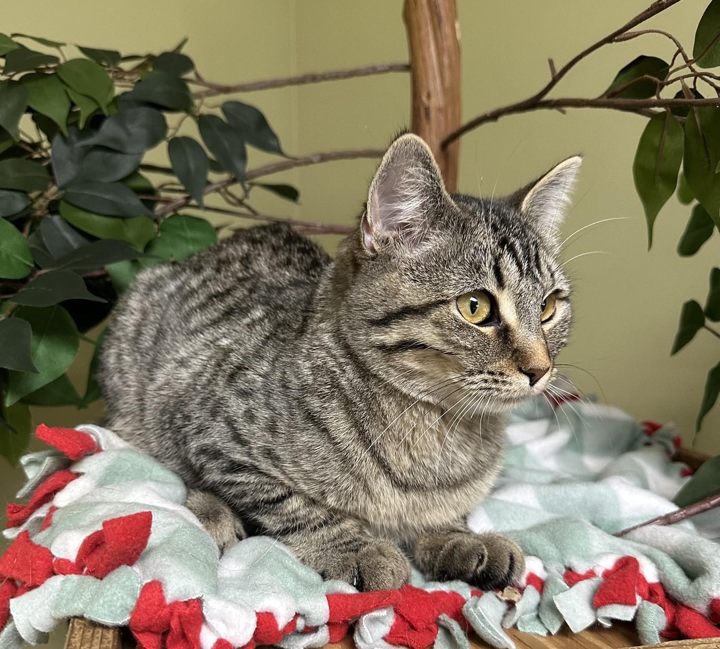 Phoebe, a Adoptable Domestic Short Hair in Hastings, NE image 2/2