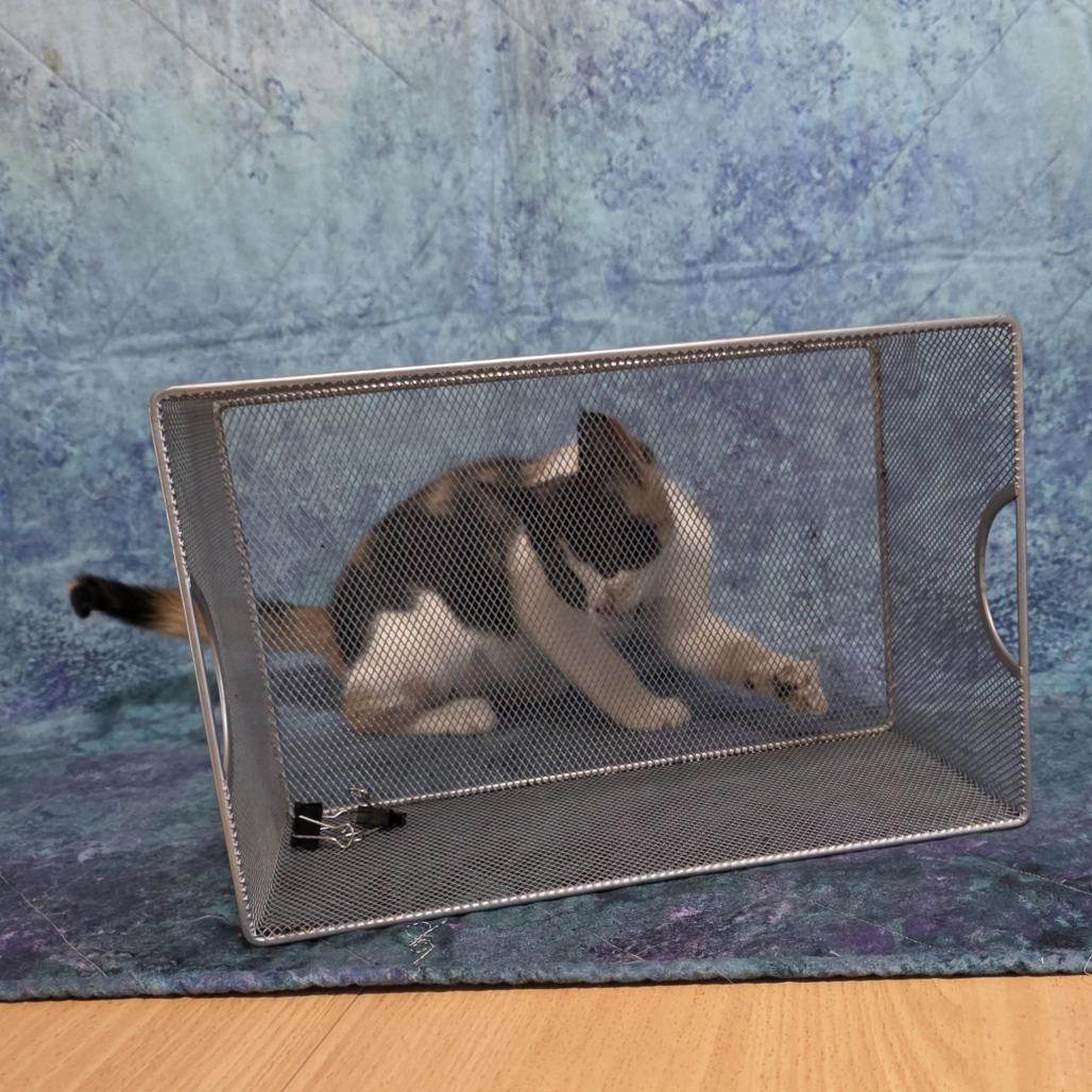 Patches, Adoptable, Kitten Female Domestic Short Hair.