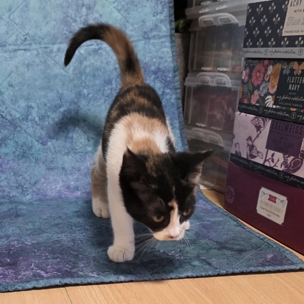 Enlarge Patches, a Adoptable Domestic Short Hair in Santa Rosa, CA image 2/3