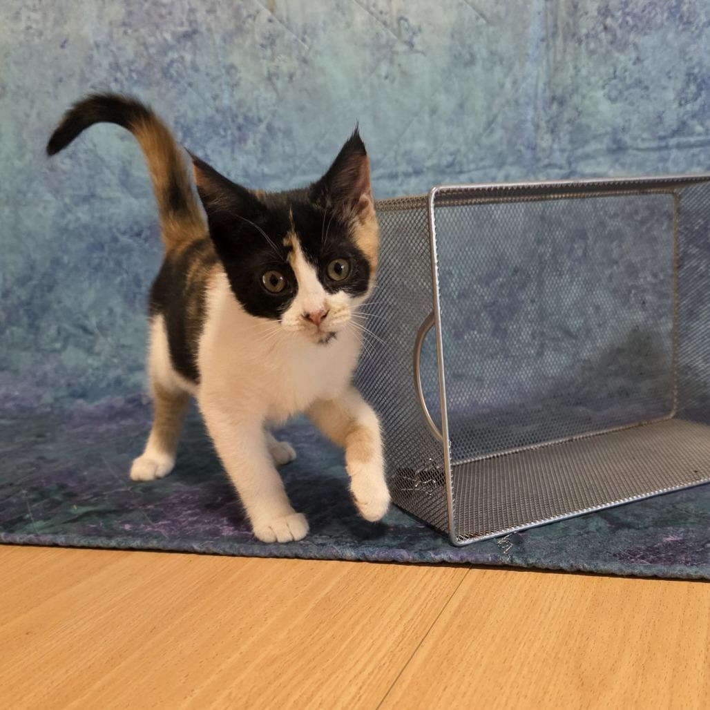 Enlarge Patches, a Adoptable Domestic Short Hair in Santa Rosa, CA image 3/3