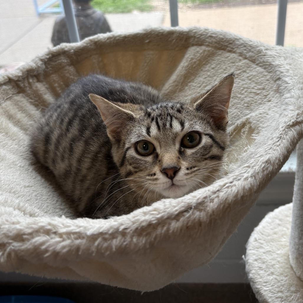 Heather, Adoptable, Young Female Domestic Medium Hair.