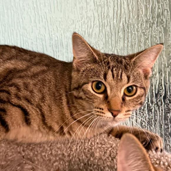 Heather, a Adoptable Domestic Medium Hair in South Elgin, IL image 2/4