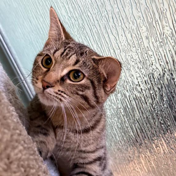 Heather, a Adoptable Domestic Medium Hair in South Elgin, IL image 3/4