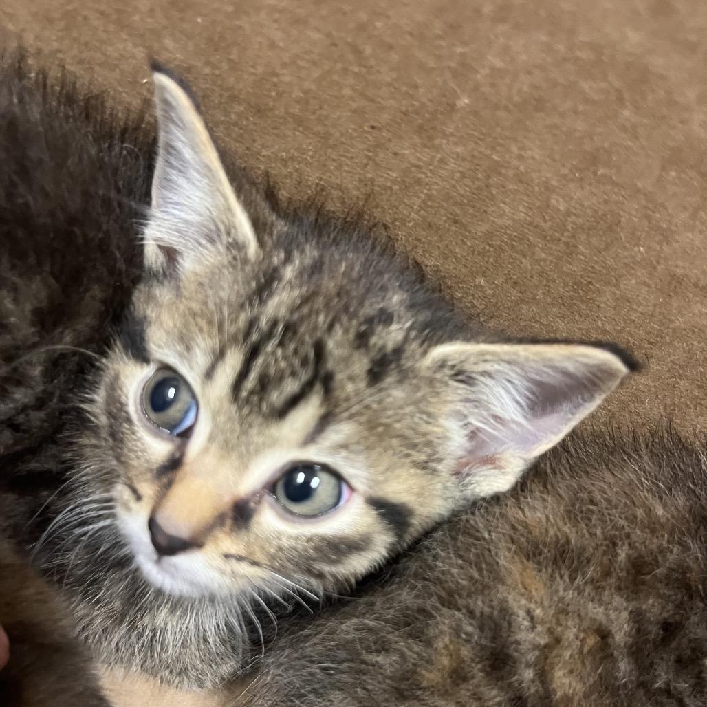 Heather, a Adoptable Domestic Medium Hair in South Elgin, IL image 4/4