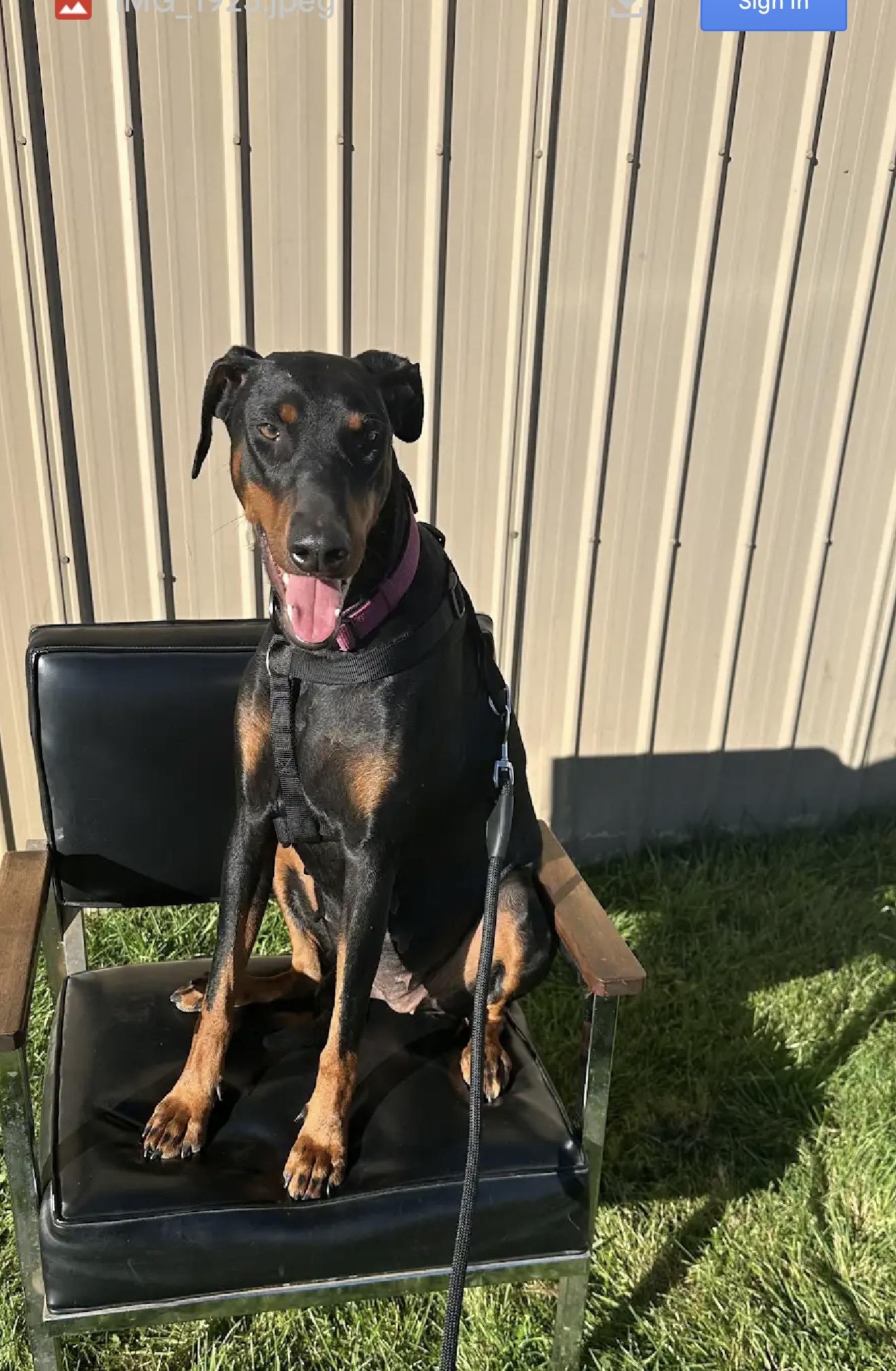 Enlarge Pearl, a Adoptable Doberman Pinscher in White Lake, MI image 1/2