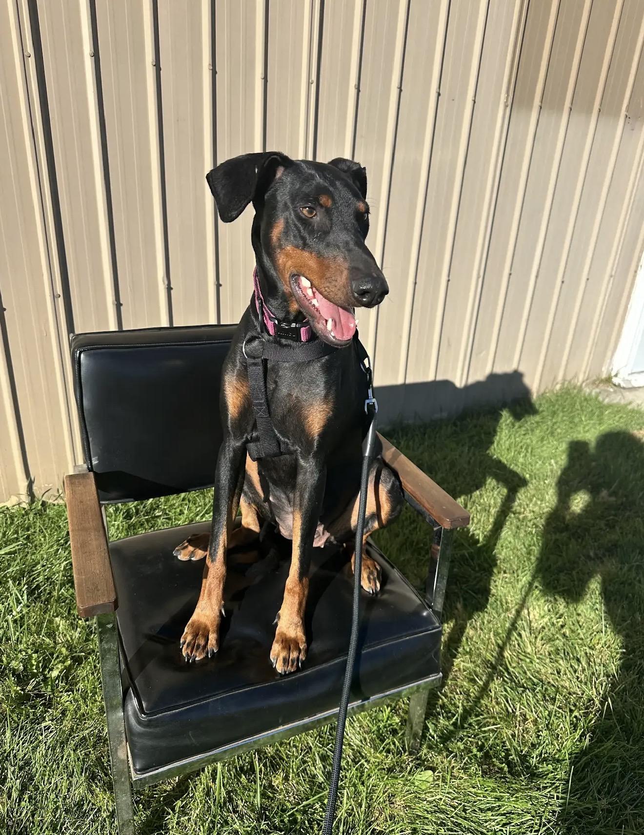 Enlarge Pearl, a Adoptable Doberman Pinscher in White Lake, MI image 2/2