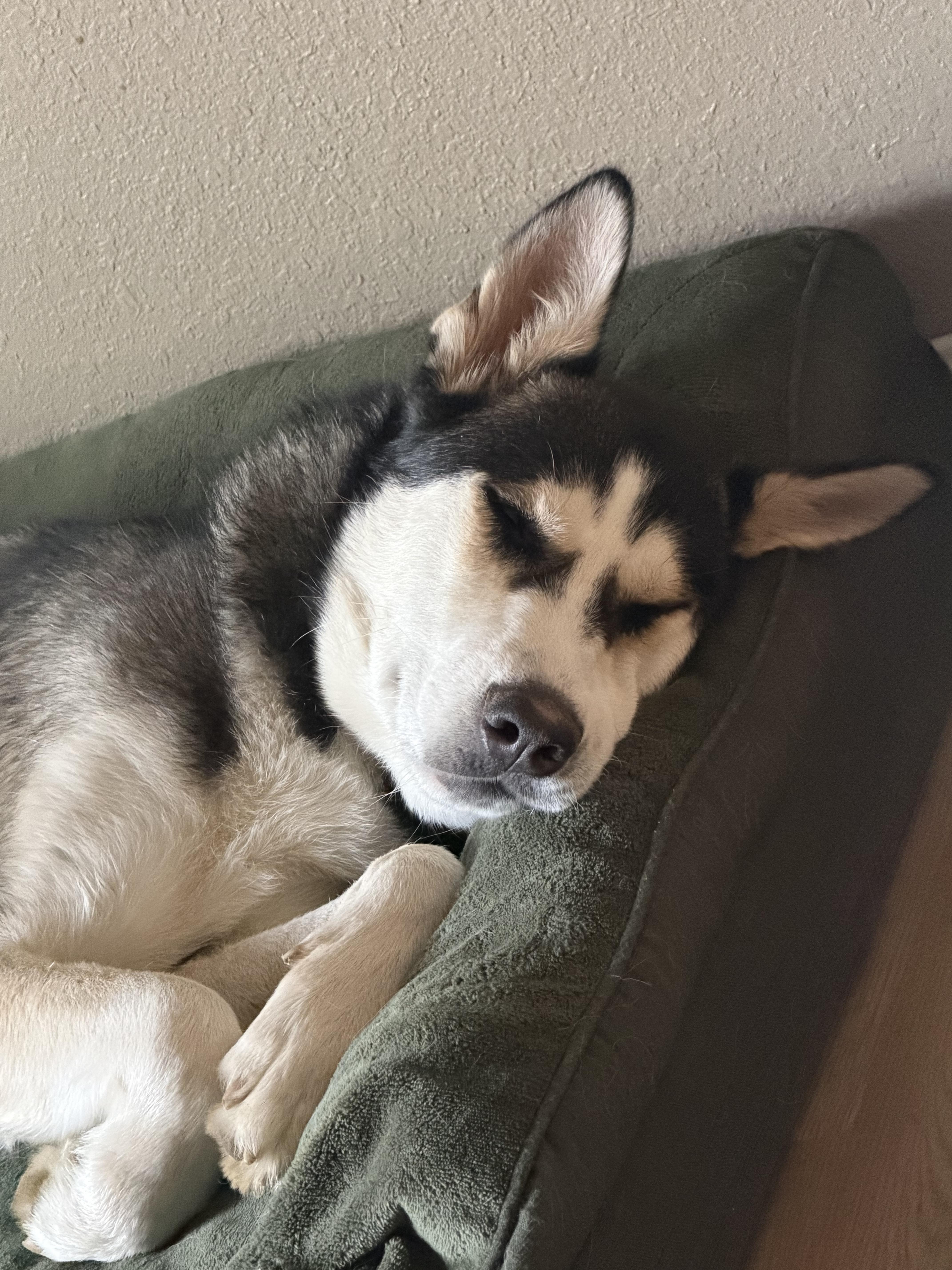 Reni (Serenity), a ADOPTABLE Husky in Spokane Valley, WA image 3/6
