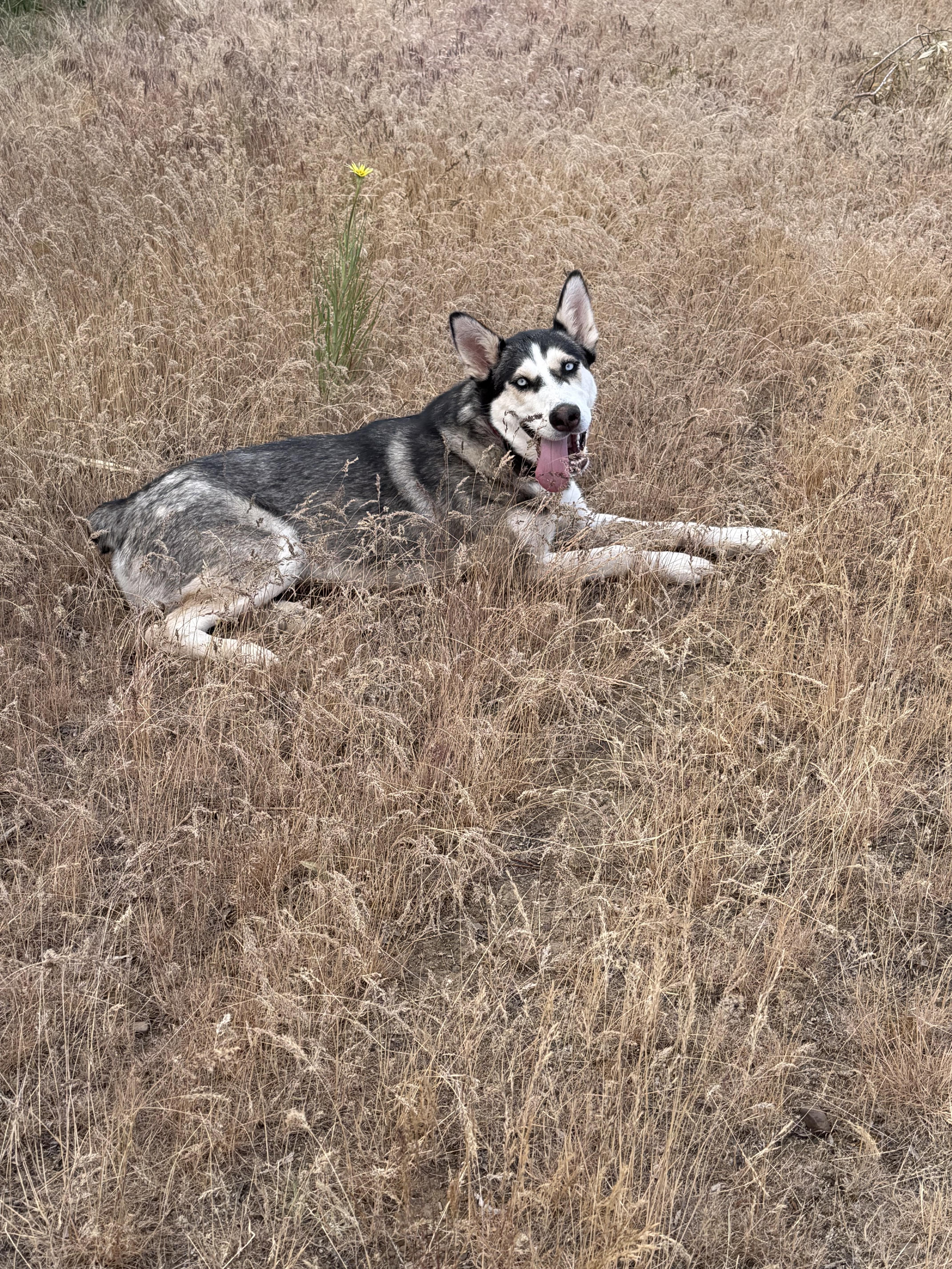 Reni (Serenity), a ADOPTABLE Husky in Spokane Valley, WA image 2/6