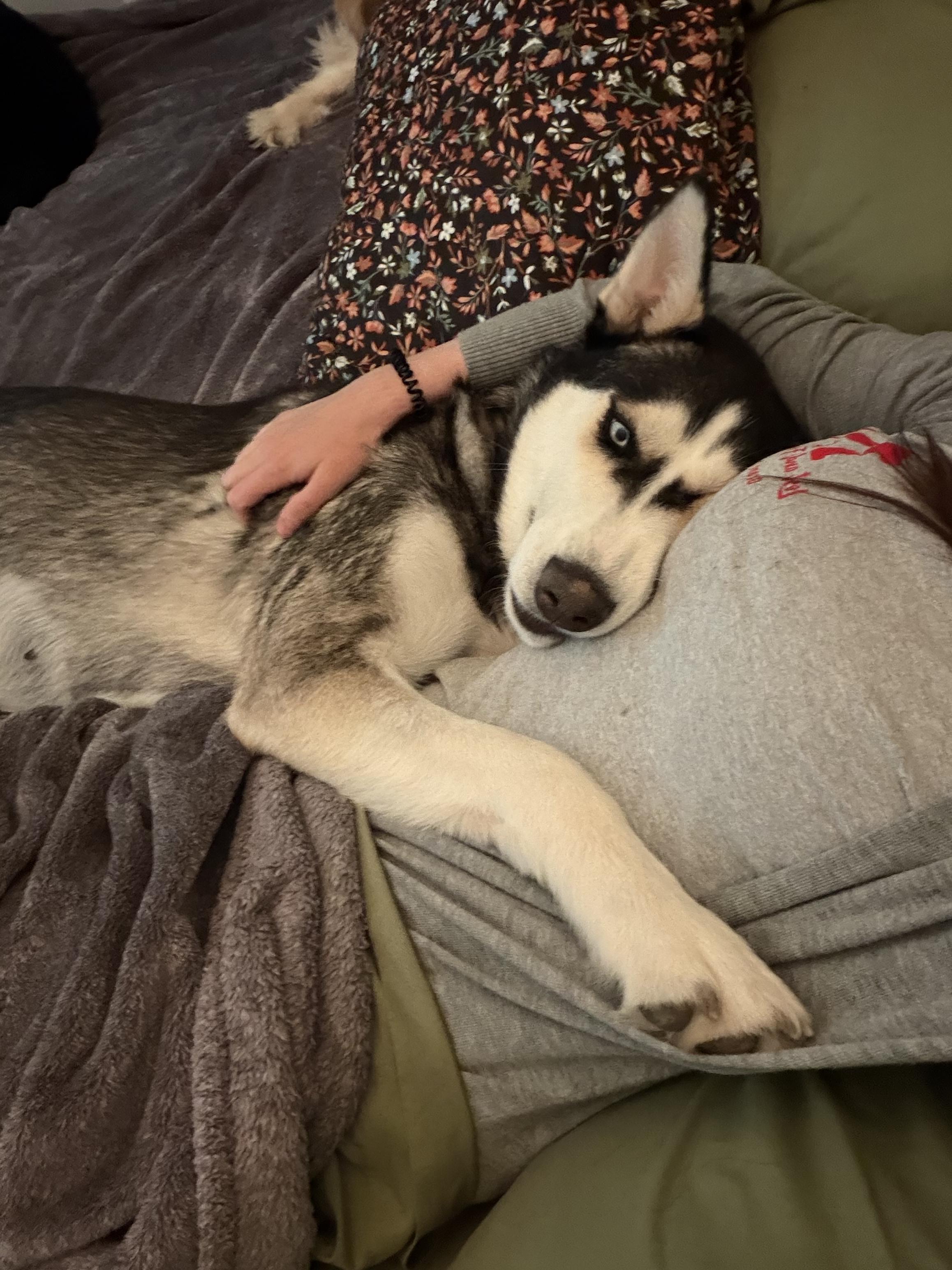 Reni (Serenity), a ADOPTABLE Husky in Spokane Valley, WA image 4/6