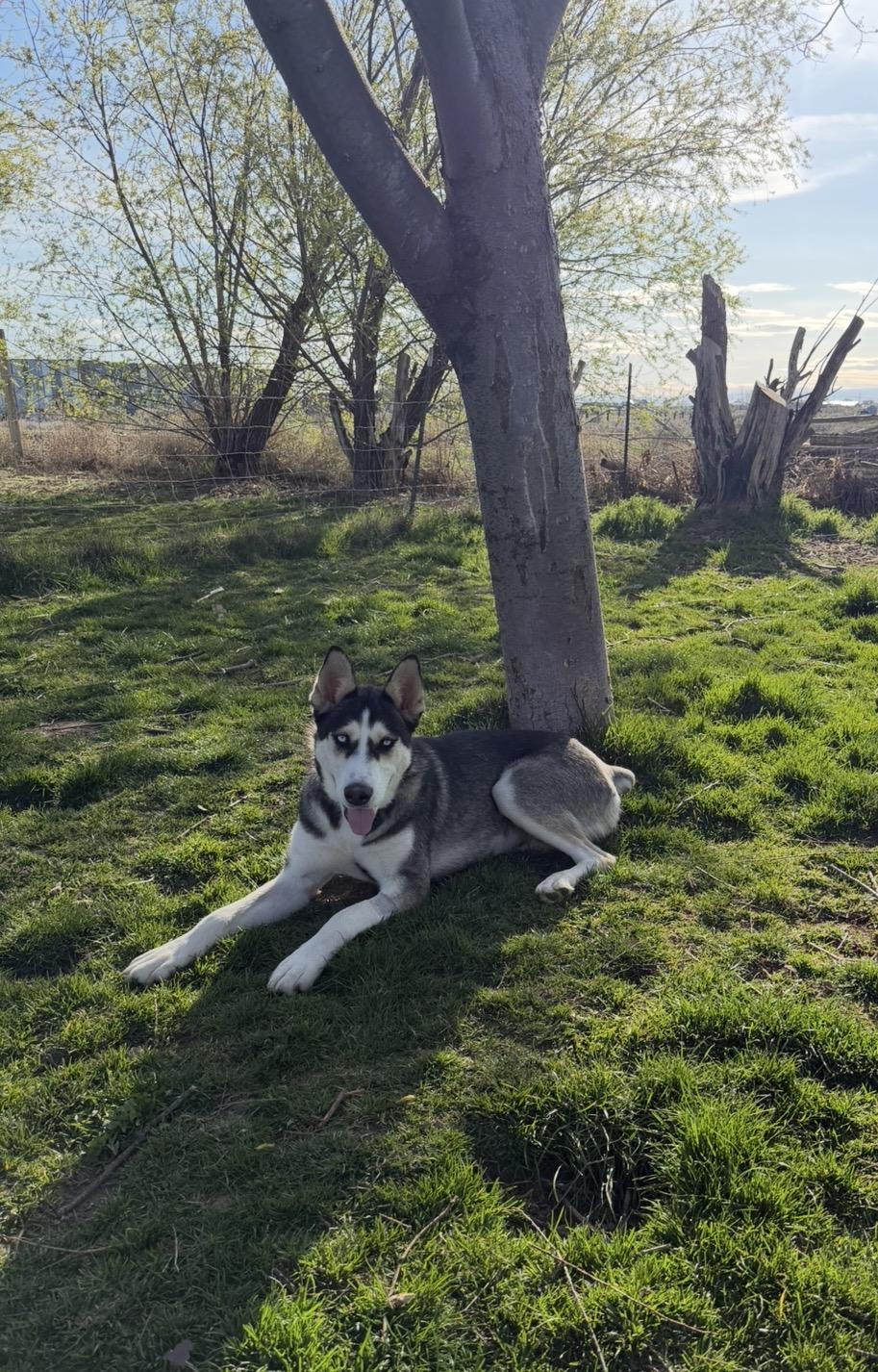 Reni (Serenity), ADOPTABLE, Young Female Husky.