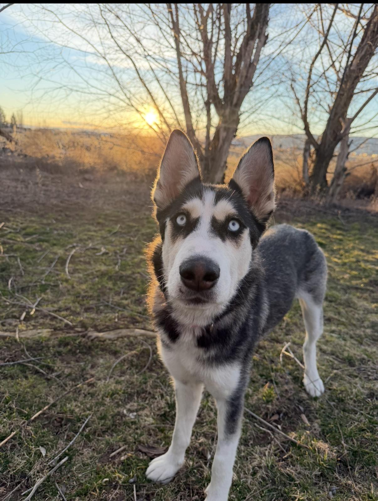 Reni (Serenity), a ADOPTABLE Husky in Spokane Valley, WA image 6/6