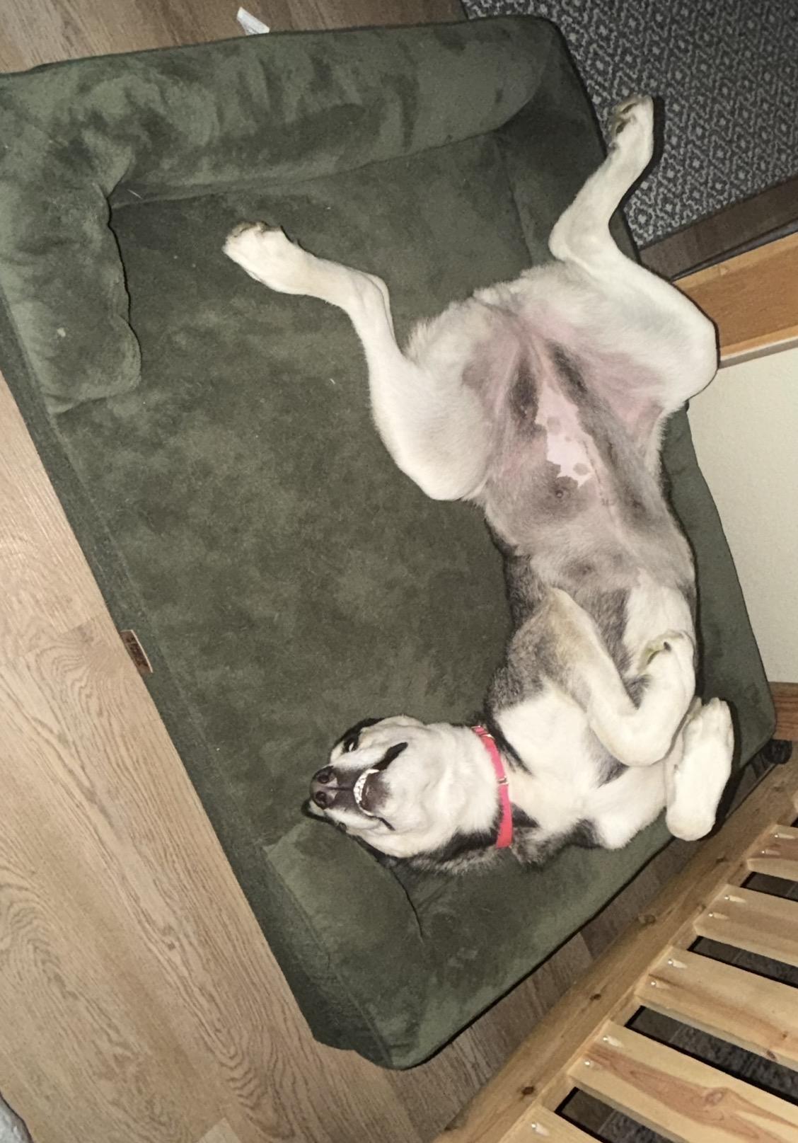 Reni (Serenity), a ADOPTABLE Husky in Spokane Valley, WA image 5/6