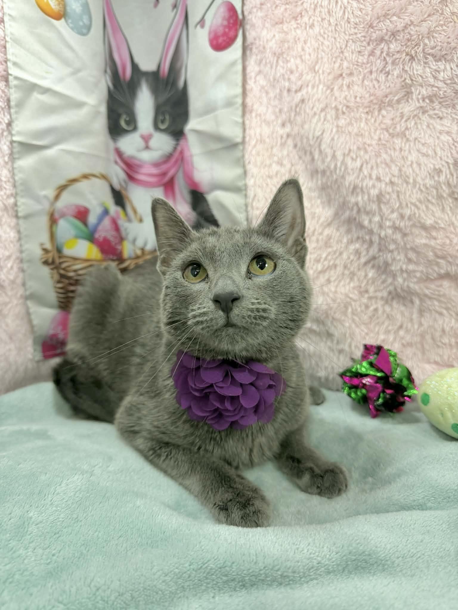 Sundae, ADOPTABLE, Adult Female Russian Blue & Domestic Short Hair.