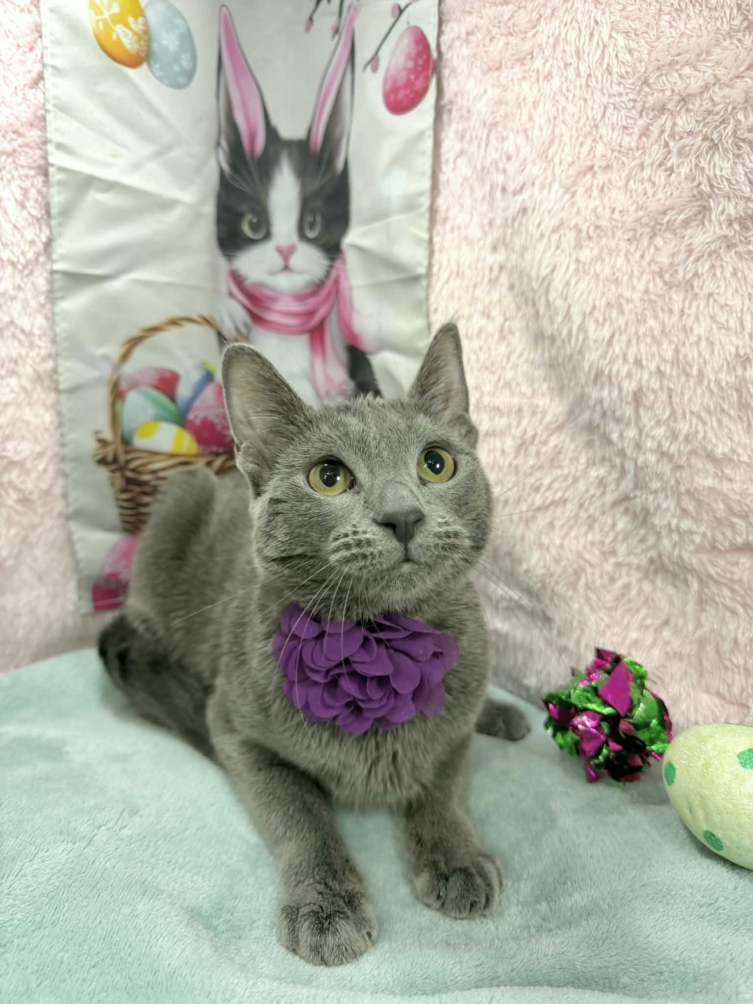 Enlarge Sundae, a ADOPTABLE mixed breed in Tavares, FL image 2/2