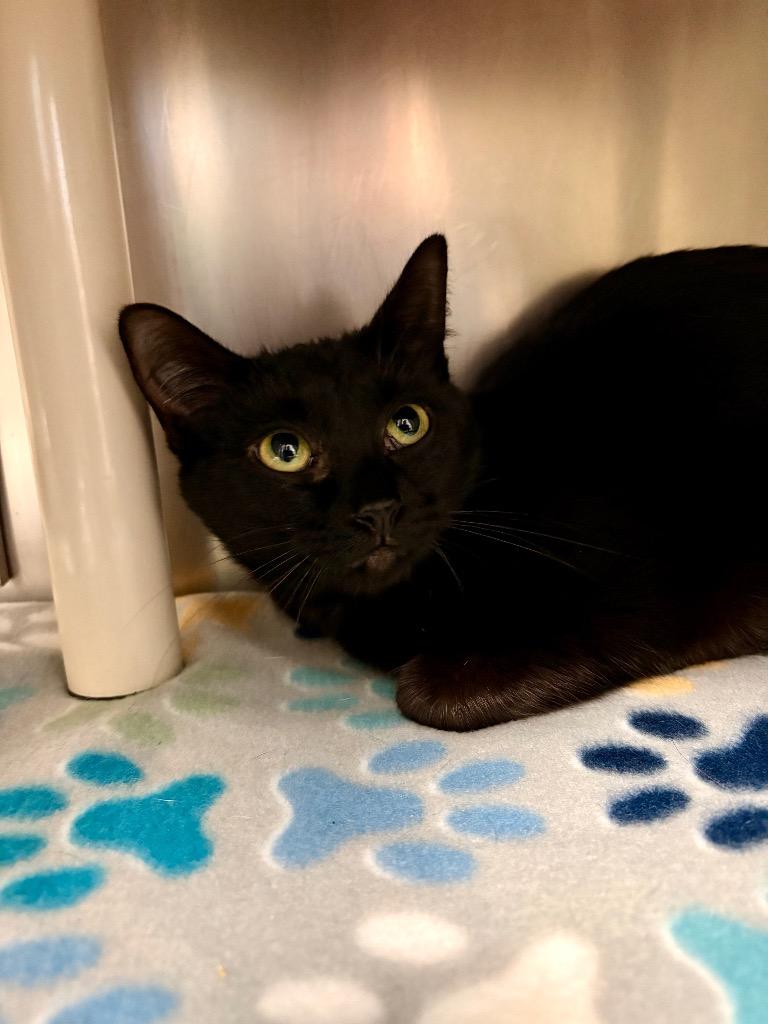 Catarina, Adoptable, Young Female Domestic Short Hair.