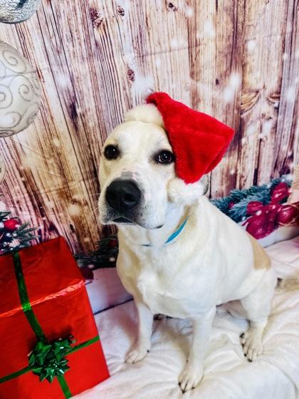 Enlarge Max, a Adoptable mixed breed in Cedar Hill, TX image 1/3