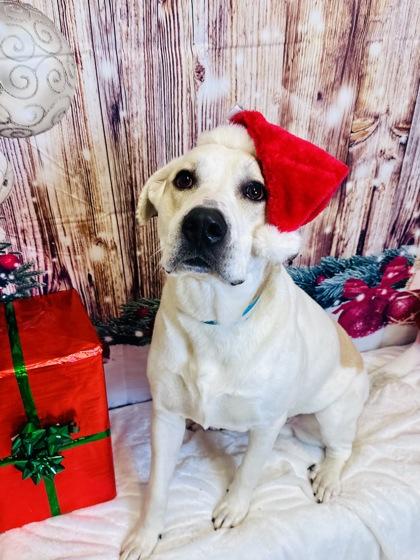 Enlarge Max, a Adoptable mixed breed in Cedar Hill, TX image 3/3