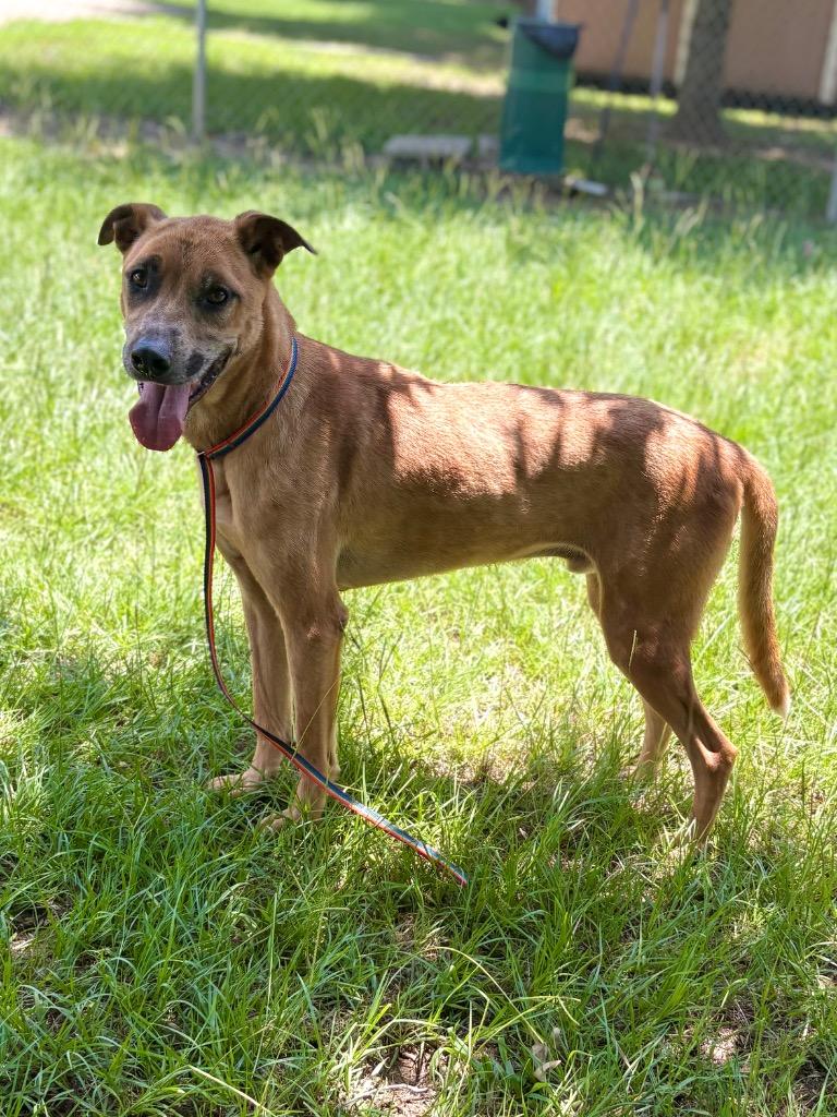 Angel, Adoptable, Adult Male Labrador Retriever.