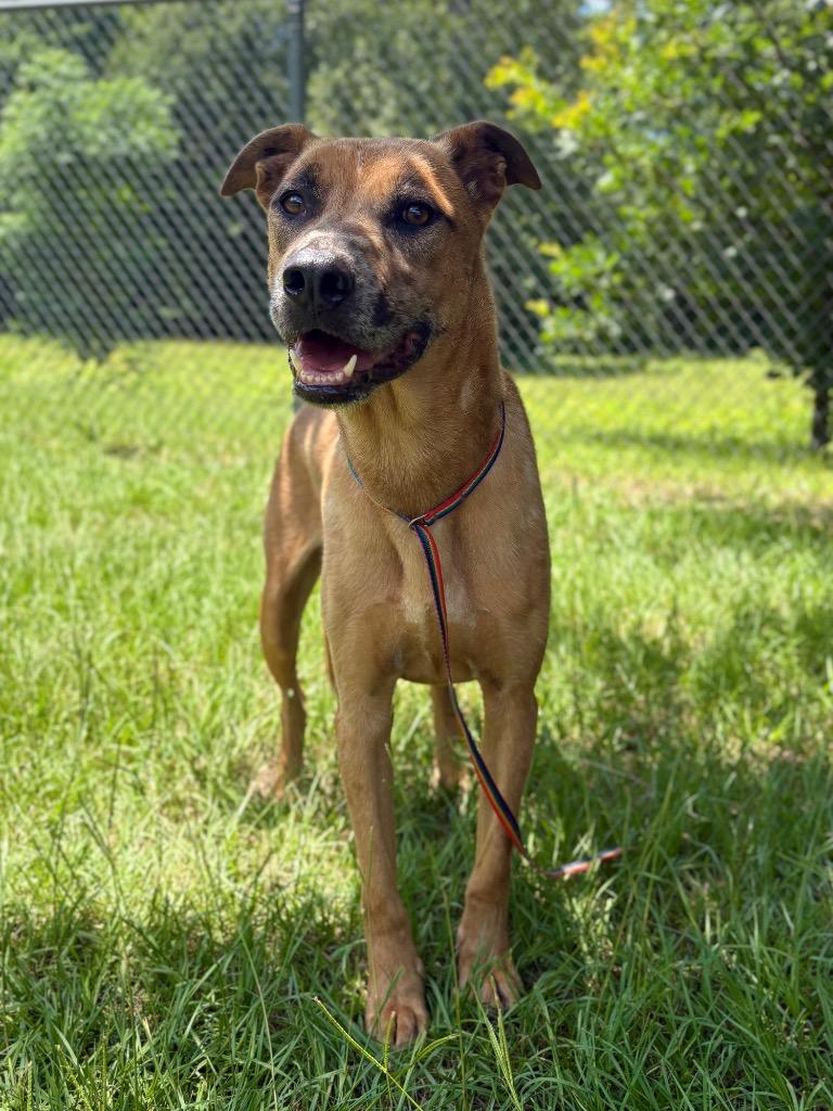 Enlarge Angel, a Adoptable mixed breed in Nacogdoches, TX image 2/2