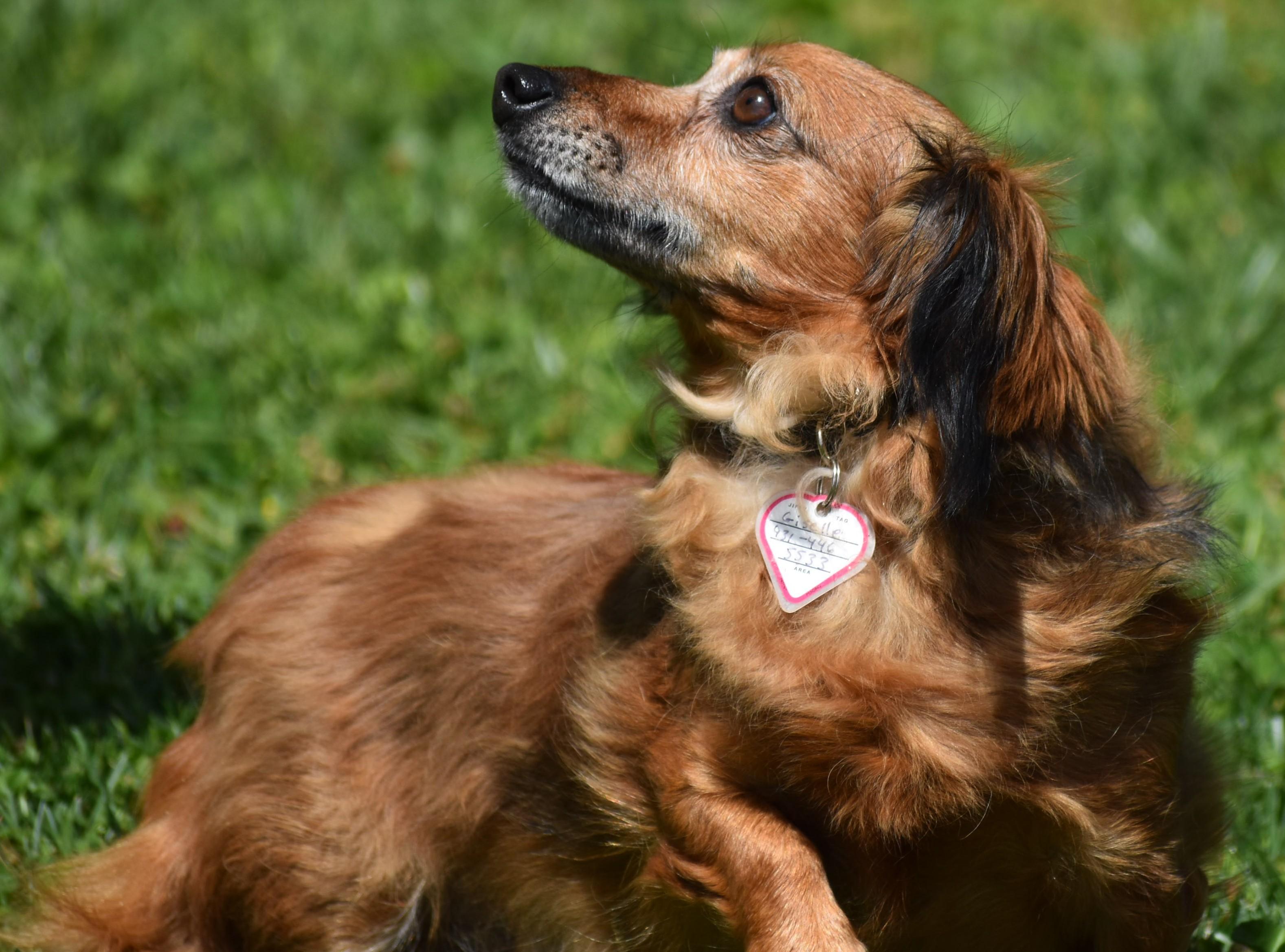 Enlarge Giselle in TN, a ADOPTABLE mixed breed in Spring Hill, TN image 3/5
