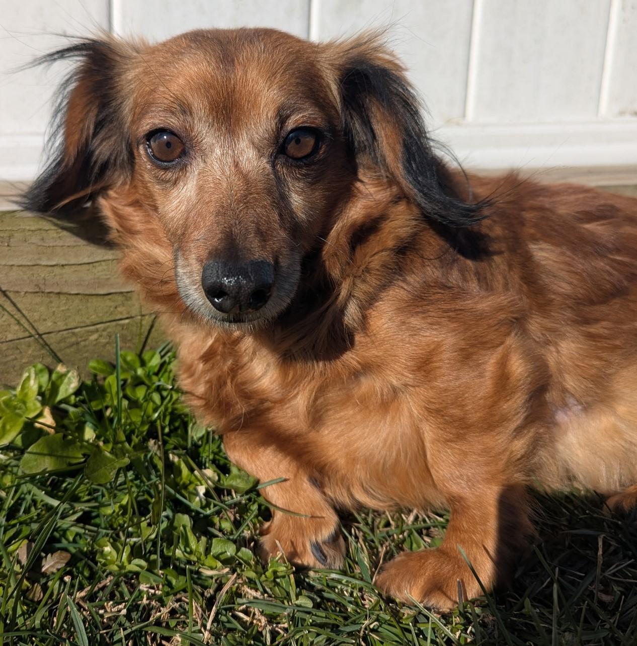Enlarge Giselle in TN, a ADOPTABLE mixed breed in Spring Hill, TN image 4/5