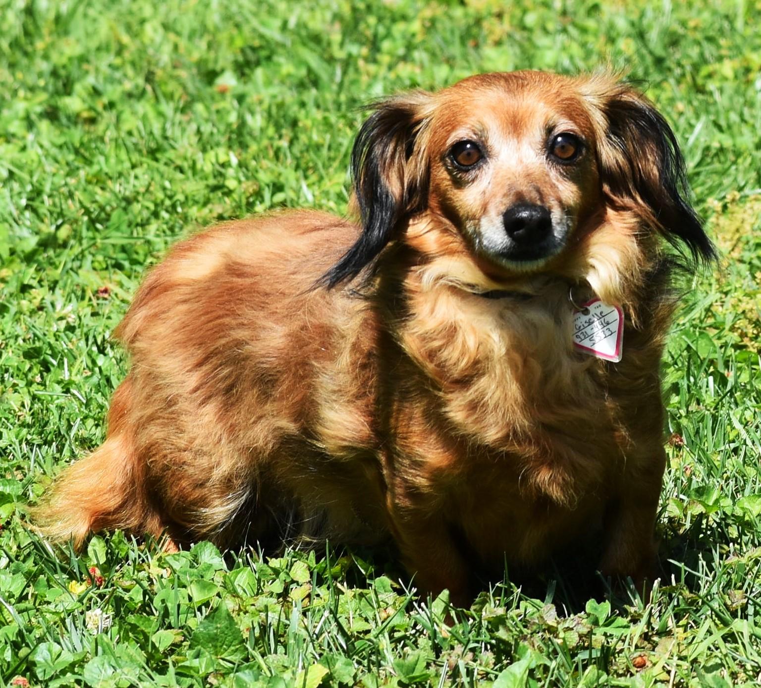 Enlarge Giselle in TN, a ADOPTABLE mixed breed in Spring Hill, TN image 1/5