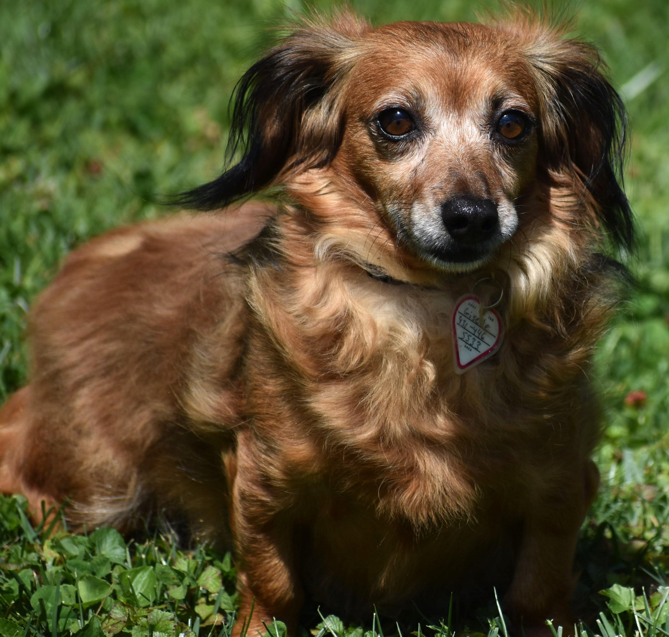 Enlarge Giselle in TN, a ADOPTABLE mixed breed in Spring Hill, TN image 2/5