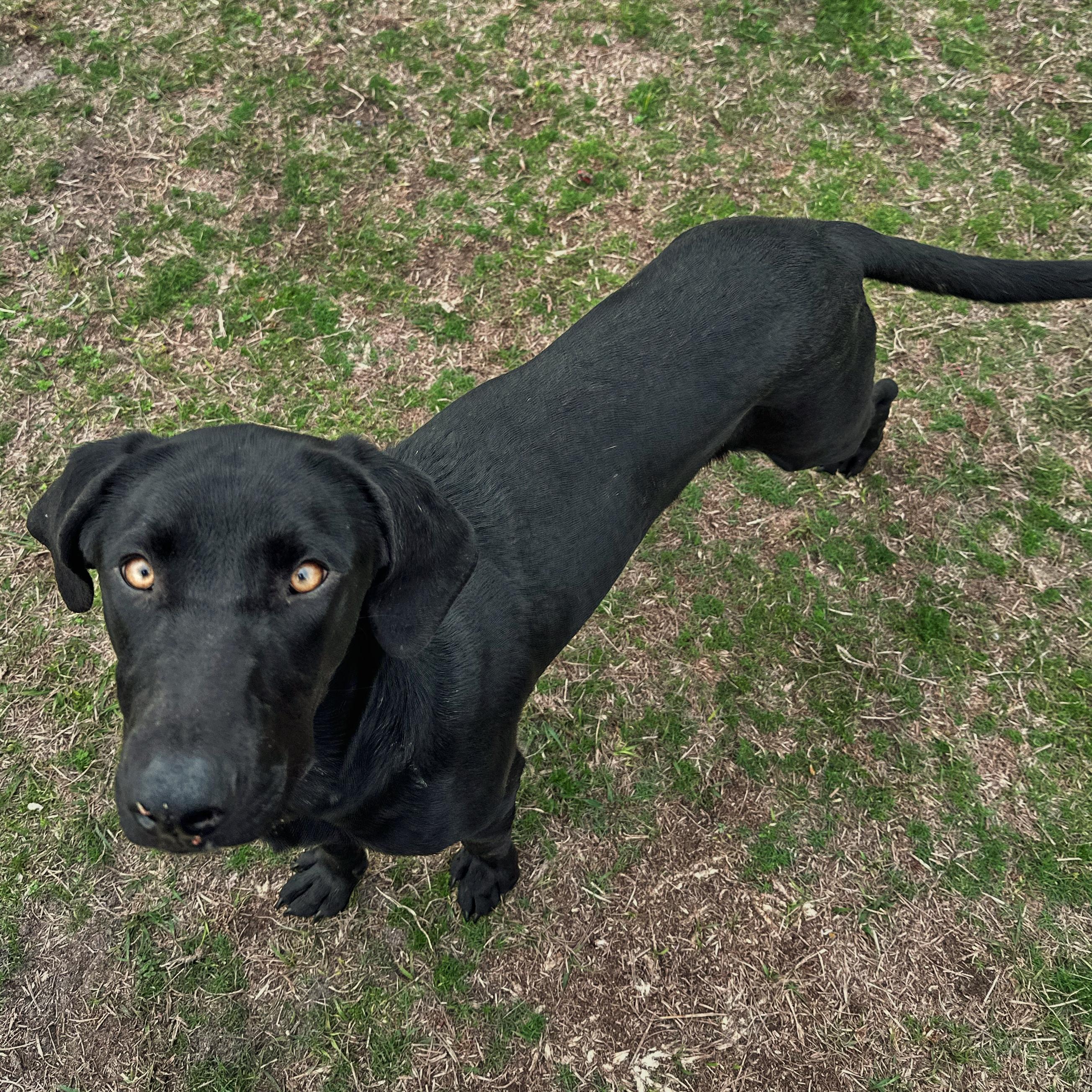 Rainbow, adoptable, Young Female Labrador Retriever.